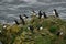 Circus of Atlantic Puffins and Razorbill on the cliffs of Lunga Island in Scotland
