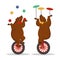 Circus bears juggle on a bicycle.