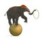 Circus elephant balancing on ball, juggling hoop