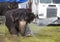 Circus Elephant Getting a Bath