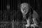 A circus lion portrait in black and white
