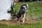 A circus reindeer Rangifer tarandus in a red bridle is tied next to a tent of a wandering circus set on a wasteland.