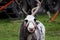 A circus reindeer Rangifer tarandus in a red bridle is tied next to a tent of a wandering circus set on a wasteland.