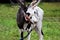 A circus reindeer Rangifer tarandus in a red bridle is tied next to a tent of a wandering circus set on a wasteland.