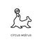 circus walrus icon from Circus collection.