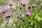Cirisium pannonicum with purple flowers