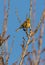 Cirl Bunting