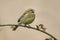 Cirl bunting, Emberiza cirlus