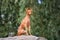 Cirneco dell etna dog outdoors