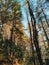 Cirowali pine forest tour