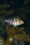 Cirrhitichthys falco, Dwarf hawkfish