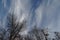 Cirrus clouds running vertically over the sky with nude branches of trees in winter.