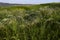 Cirrus feather grass lit by the sun on the slopes of the Ural mountains. A warm summer day in the Western Urals.