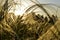 Cirrus feather grass lit by the sun on the slopes of the Ural mountains. A warm summer day in the Western Urals.