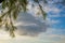 Cirrus,Trees and sky.Dark Sky with clouds. Meteorology, climate