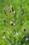 Cirsium arvense