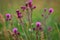 Cirsium arvense, a Creeping Thistle, blooming in the meadow. Meadow flowers. Field Thistle