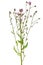 Cirsium arvense flower