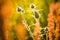 Cirsium arvense flowers after flowering