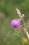Cirsium arvense purple flower in the fields