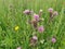 Cirsium arvense with the typical characteristics of a sunflower pot-like