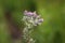 Cirsium brachycephalum with pink flowers