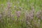 Cirsium brachycephalum with pink flowers