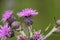 Cirsium brachycephalum with pink flowers