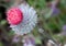 Cirsium eriophorum, Woolly thistle