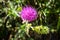 Cirsium flowers in Vanoise national Park, France
