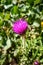 Cirsium flowers in Vanoise national Park, France