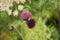 Cirsium heterophyllum flower