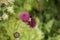 Cirsium heterophyllum flower