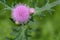 Cirsium japonicum flowers