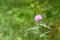 Cirsium japonicum flowers