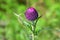 Cirsium maackii Maxim. family Asteraceae, Blooming Thistle Maak in the bay of Akhlestyshev on the island of Russian. Russia, Vla