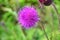 Cirsium maackii Maxim. family Asteraceae, Blooming Thistle Maak in the bay of Akhlestyshev on the island of Russian. Russia, Vla