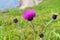 Cirsium maackii Maxim. family Asteraceae, Blooming Thistle Maak in the bay of Akhlestyshev on the island of Russian. Russia, Vla