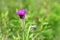 Cirsium maackii Maxim. family Asteraceae, Blooming Thistle Maak in the bay of Akhlestyshev on the island of Russian. Russia, Vla