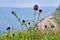 Cirsium maackii Maxim. family Asteraceae, Blooming Thistle Maak in the bay of Akhlestyshev on the island of Russian. Russia, Vla