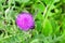 Cirsium maackii Maxim. family Asteraceae, Blooming Thistle Maak in the bay of Akhlestyshev on the island of Russian. Russia, Vla