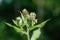 Cirsium oleraceum, the cabbage thistle or Siberian thistle