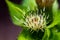 Cirsium oleraceum flower  in field, close up shoot