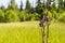 Cirsium palustre (L.) Scop. (marsh thistle, European swamp thistle)