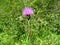 Cirsium plant. Possibly Cirsium pyrenaicum.