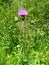 Cirsium plant. Possibly Cirsium pyrenaicum.