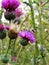 Cirsium plant, prickly purple plum thistle flowers and stems close up