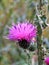 Cirsium plant, prickly purple plum thistle flowers and stems close up