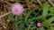 Cirsium setosum Booming flower with Pistil