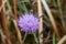 Cirsium Setosum Booming Little Purple Flower